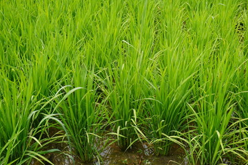 Fototapeta premium Lush Green Rice Paddy with Young Seedlings in Water