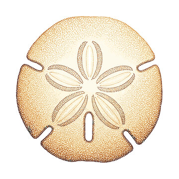 Detailed illustration of a sand dollar skeleton with a five-petal flower pattern