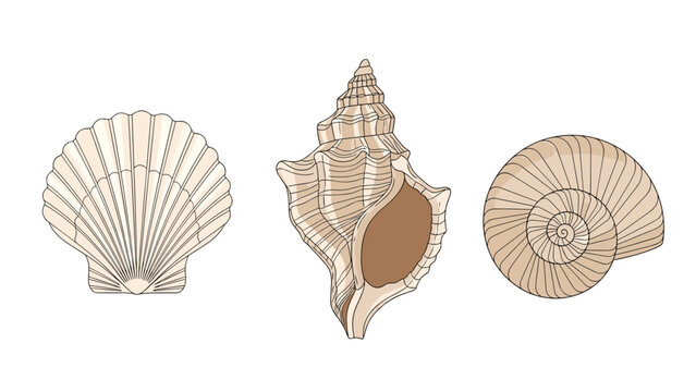 Selection of three different types of seashells including a scallop and a conch shell in soft neutral beach tones.