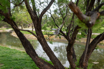 Obraz premium A peaceful park landscape featuring a bird in mid-flight among trees by a calm stream, perfect for nature, relaxation, and outdoor inspiration searches.