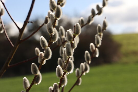 Willow catkins in spring time