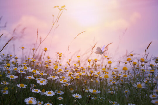 Spring Meadow Pastel Sky &ndash; Cottagecore Wild Daisies with Butterfly
