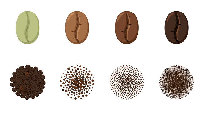 Professional coffee bean roasting stages and grinding levels set from green beans to dark roast and fine powder for cafe and barista industry graphics.