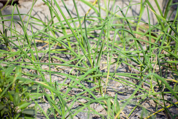 Allium sativum Garlic Plant Green Leaves Growing In Garden Soil