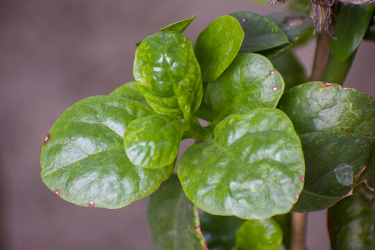 Basella alba Malabar Spinach Leaves Fresh Green Edible Garden Plant.