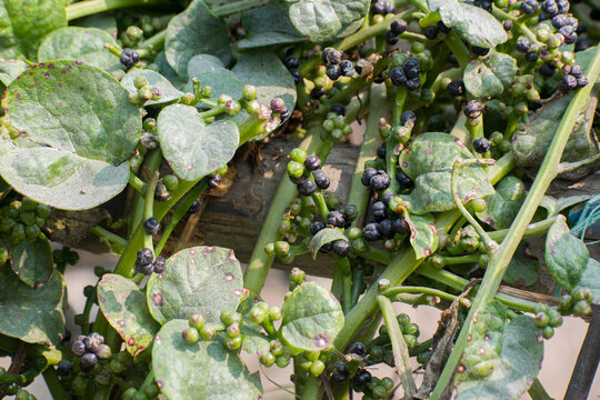 Basella alba Malabar Spinach Plant Growing In Garden Natural Light.