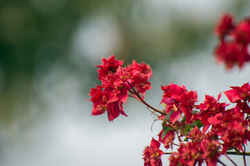 Bougainvillea glabra Paper Flower Blooming In Garden Natural Light.