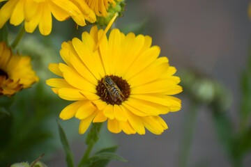 Obraz premium Calendula officinalis Pot Marigold Flower With Bee Pollination Scene.