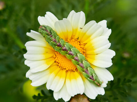 Huge caterpillar on a flower. Cucullia calendulae