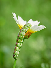 Naklejka premium Huge caterpillar on a flower. Cucullia calendulae