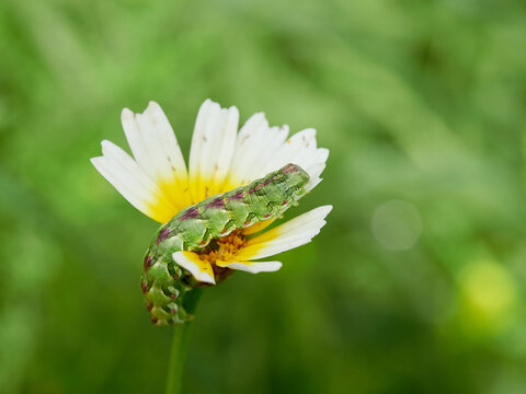Huge caterpillar on a flower. Cucullia calendulae