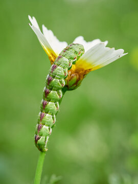 Huge caterpillar on a flower. Cucullia calendulae