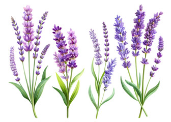 Obraz premium Lavender flowers in purple and light purple colors with green leaves isolated on a transparent background