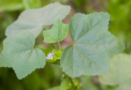Malva parviflora Cheeseweed Leaves Fresh Green Plant.