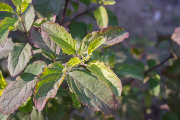 Obraz premium Ocimum tenuiflorum Tulsi Leaves Green Herbal Plant.