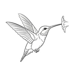 Obraz premium Line drawing of a hummingbird with its beak in a flower, capturing nectar.