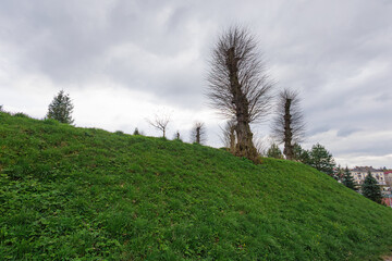 Fototapeta premium Green hill with pruned trees under cloudy sky