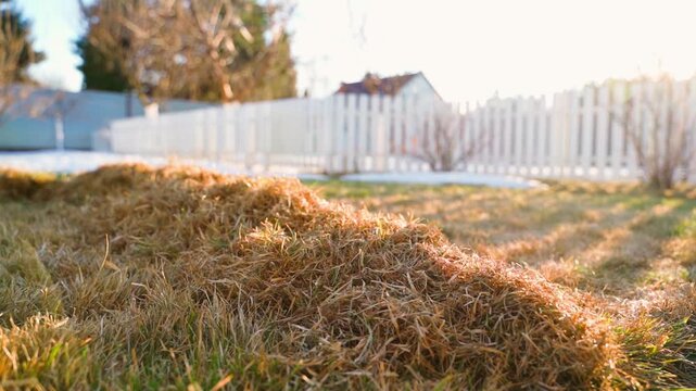 Pile of dry grass on lawn after raking close-up with sunset in spring garden background
