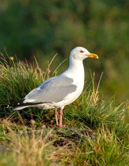 Obraz premium Alert Seagull Standing Tall in Grassy Coastal Habitat.