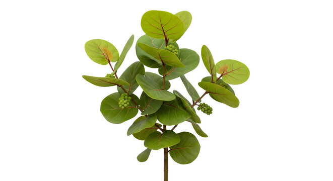 Green sea grape plant, isolated on white or transparent background. PNG