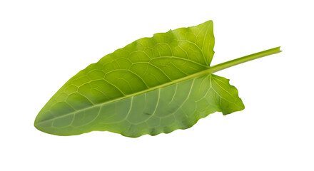 Obraz premium Green sorrel leaf herb, isolated on white or transparent background. PNG
