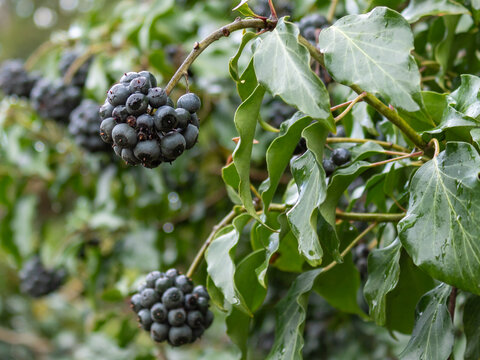 Ivy berries (Hedera helix) growing on branch in nature