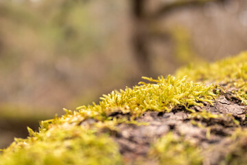 Green moss growing on tree bark in forest