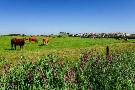 herd of cows,Azaruja, Evoramonte ( council of Estremoz), Alentejo, Portugal, Europe