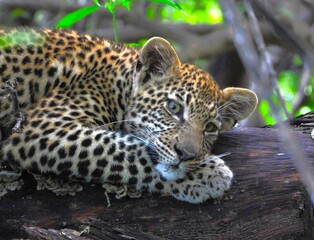 Obraz premium Leopard cub in the Okavango Delta of Botswana. 