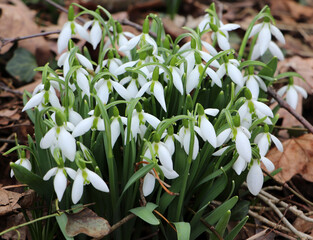 White Snowdrop Flowers Cluster Spring Woodland Garden