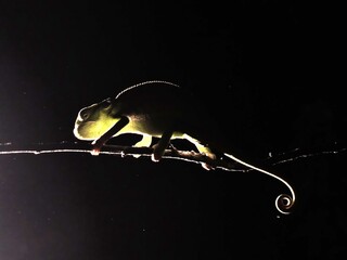 A chameleon backlit in the Okavango Delta of Botswana.  © Brian