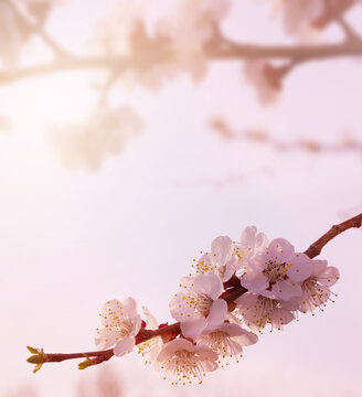 Spring Blossom Aesthetic &ndash; Pink Cherry Blossom Floral Background