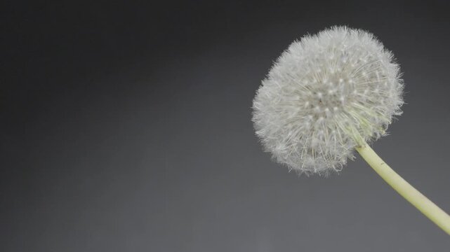 Delicate dandelion pappus with feathery seeds on dark backdrop, Minimalist botanical video of a dandelion before seed dispersal, Macro close-up of a white dandelion seed head on grey background