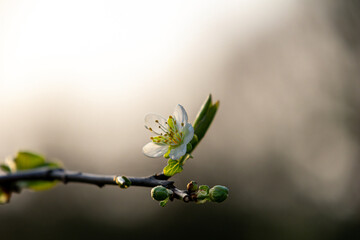 Spring blossom on tree branch with soft bokeh background