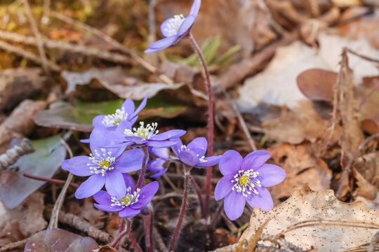 Anemone hepatica (Hepatica nobilis), the common hepatica or kidneywort is native to woodland in temperate regions of the Northern Hemisphere.  Empty space for text.
