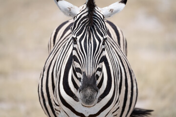 Fototapeta premium A Plains Zebra in Etosha National Park, Namibia, Africa