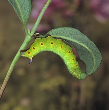 Hummelschw&auml;rmer, Hemaris fuciformis, Raupe an Lonicera fressend.
Ein Schmetterling, Nachtfalter, aus der Familie der Schw&auml;rmer, Sphingidae. Die Art fliegt nur tags&uuml;ber.
