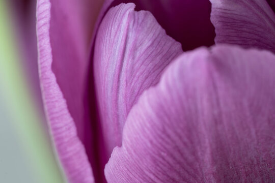 Soft macro of purple tulip petals, delicate floral texture background