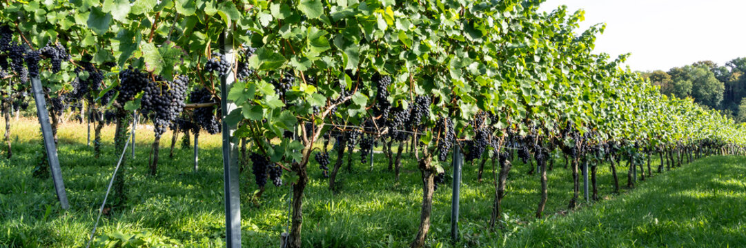 grapes