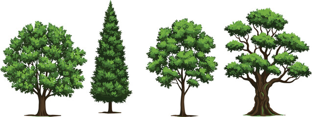 Green Tree Collection Different Forest and Garden Trees Isolated Nature Plants Vector Illustration Set © MDBELAL