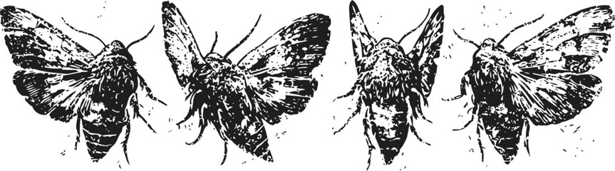 Obraz premium Ink drawing of moths in various wing positions, detailed black and white insect illustration