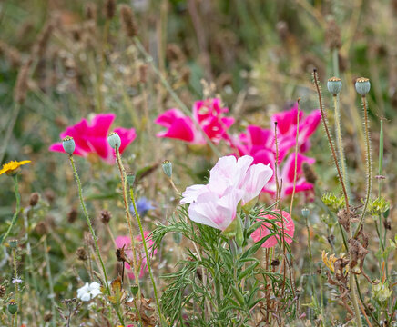 Wild, spring, meadow flowers in full bloom.