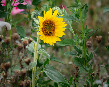 Wild, spring, meadow flowers in full bloom.