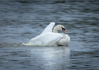 Naklejka premium Elegant Mute Swan swimming on pond and flapping its wings.