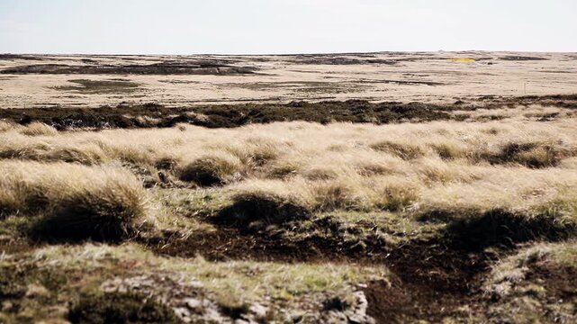 Wind Moving Grass in Typical Landscape, East Falkland, Falkland Islands (Islas Malvinas), South Atlantic - 4K