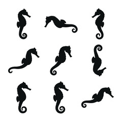 Seahorse Silhouette Set- Black Vector Icons of Sea Horses in Various Poses isolated on White Background © Shifaul Islam