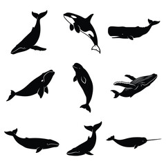 Whale and Marine Mammal Silhouette Collection - Vector Set of 9 Cetacean Species © Shifaul Islam