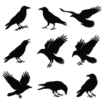 Black Crow and Raven Silhouette Vector Set &ndash; Crow Poses and Flight Actions