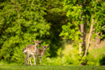 Two Cute Fawn Deer Stand Alert in a Lush Green Forest Meadow on a Bright Sunny Day, Capturing Nature's Serene Beauty and Wildlife Wonder. An Idyllic Outdoor Scene