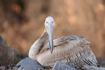 Fototapeta premium A graceful pelican sits peacefully on rocky terrain, surrounded by soft golden light. Its feathers shimmer as it enjoys the tranquil moment in nature, embodying calm beauty